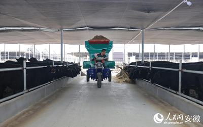 畜牧漁業(yè)飼料銷售與科學飼養(yǎng)的重要性