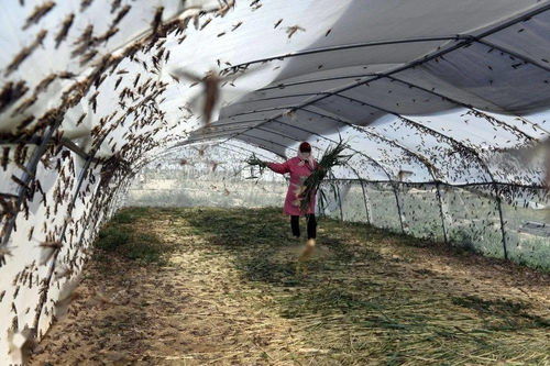 山東樂陵 螞蚱養殖助脫貧，畜牧漁業飼料銷售創新篇